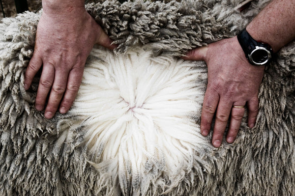 Woolfolk og Ovis 21